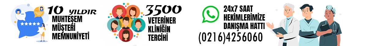 NEW-SEPET-BANNER
